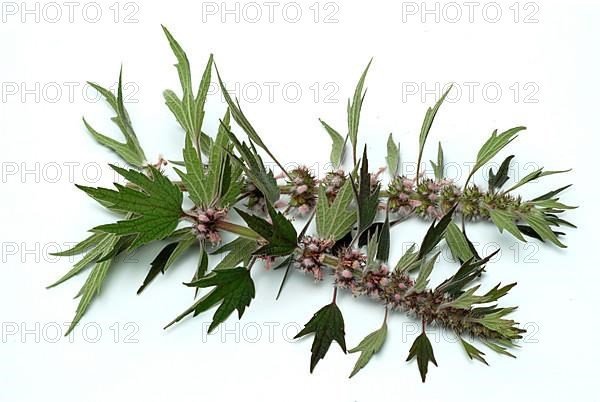 Motherwort