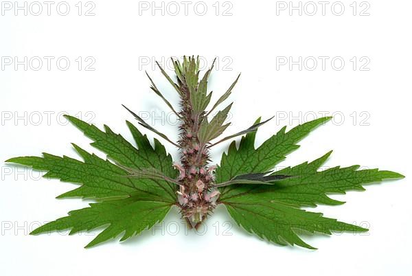 Motherwort