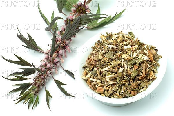 Motherwort