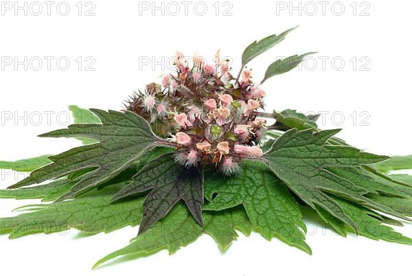 Motherwort