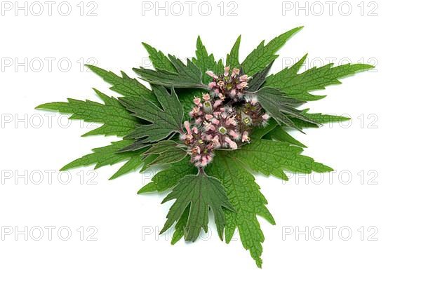 Motherwort