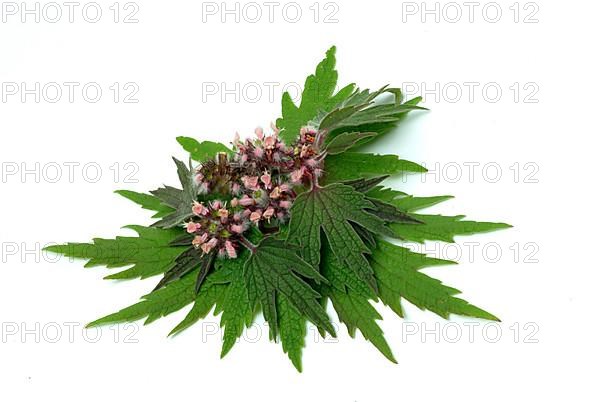 Motherwort