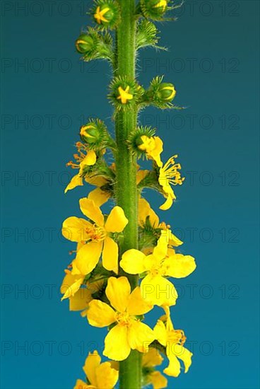 Common agrimony