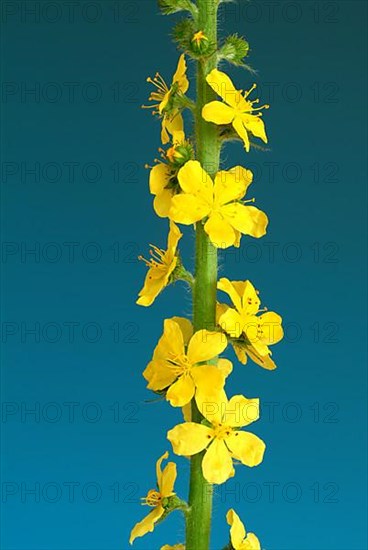 Common agrimony