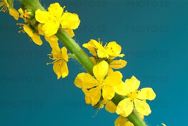 Common agrimony