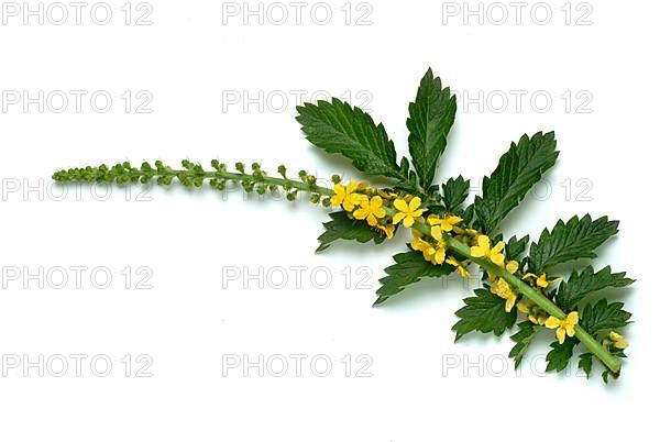 Common agrimony