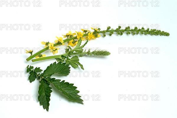 Common agrimony