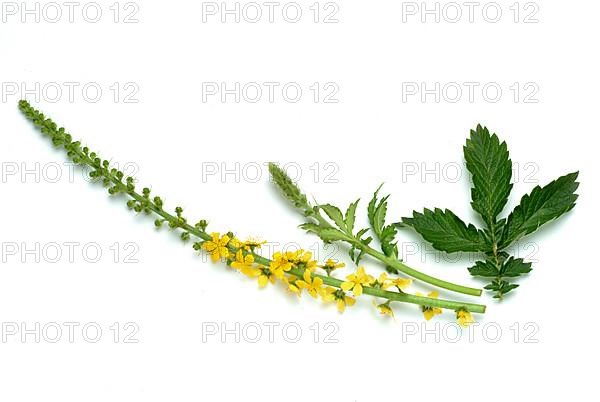 Common agrimony