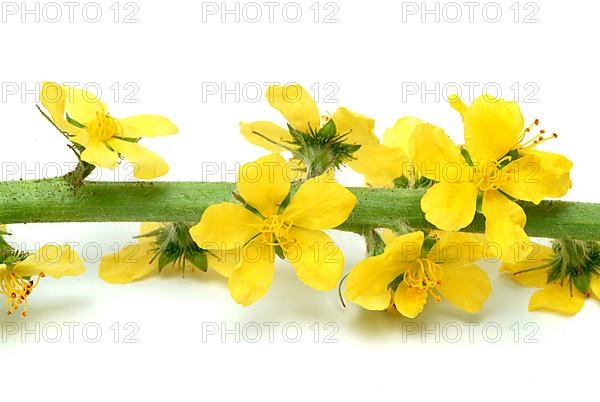 Common agrimony