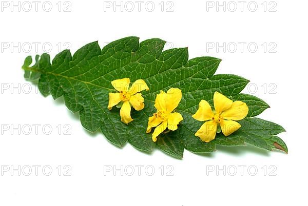 Common agrimony