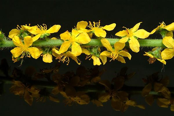 Common agrimony