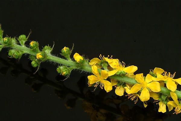 Common agrimony