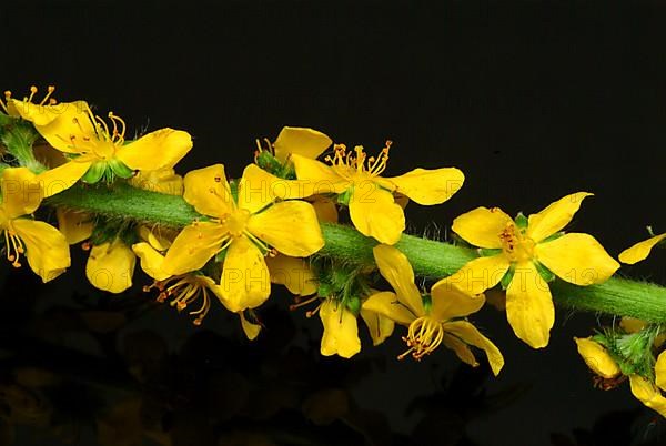 Common agrimony