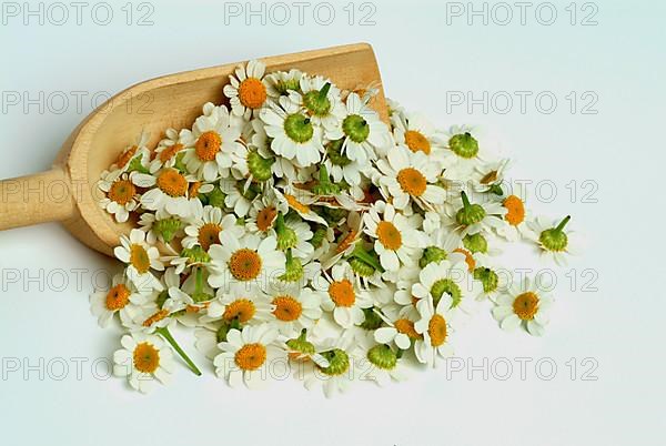 Feverfew