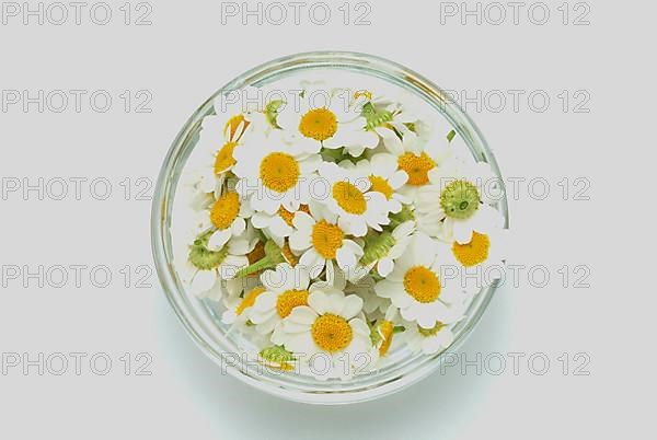 Feverfew