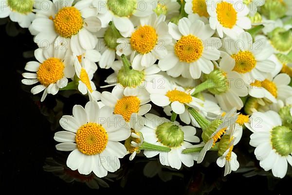 Feverfew