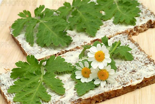 Feverfew