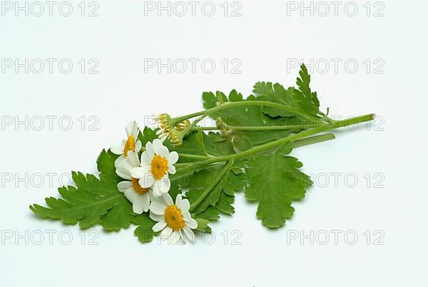 Feverfew