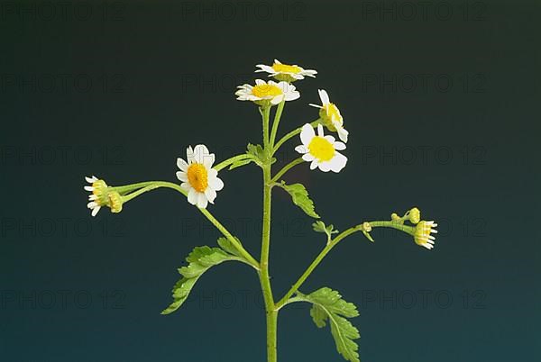 Feverfew