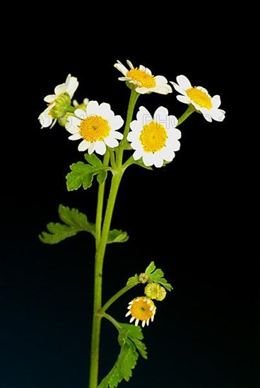 Feverfew