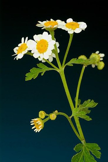 Feverfew