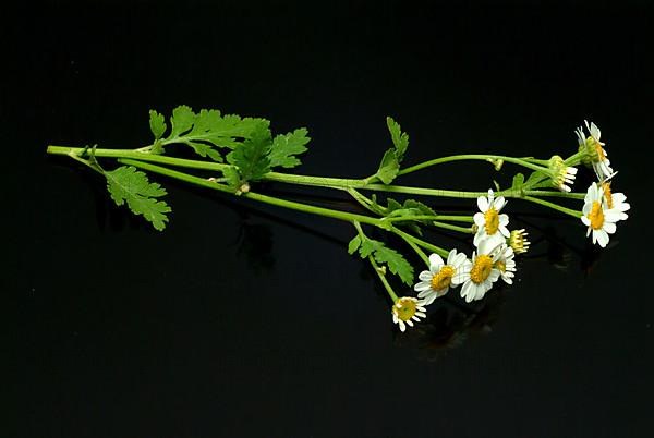 Feverfew