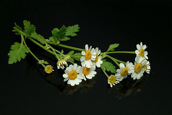 Feverfew