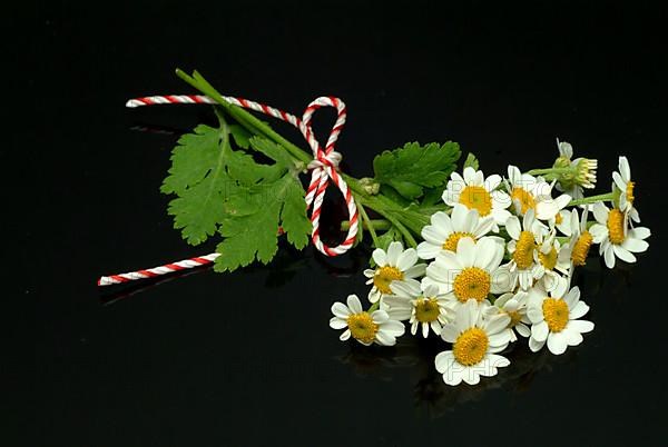 Feverfew