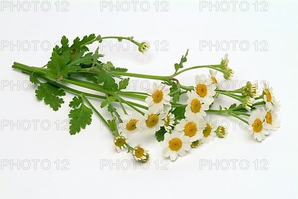 Feverfew