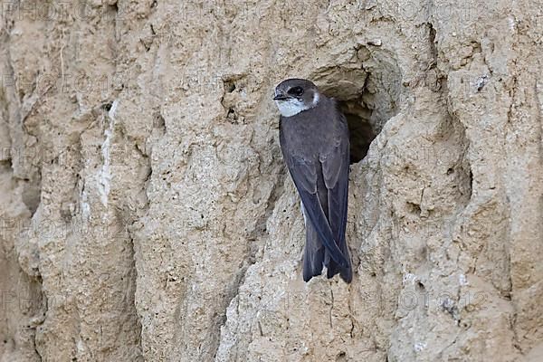 Sand martin