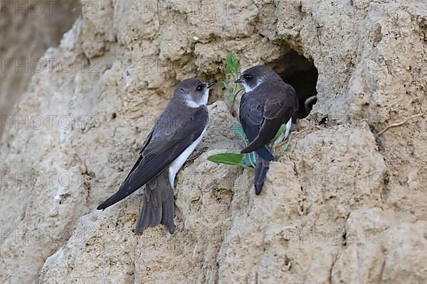 Sand martin