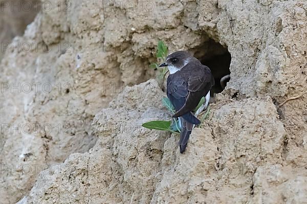 Sand martin