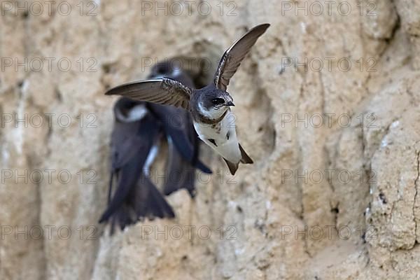 Sand martin
