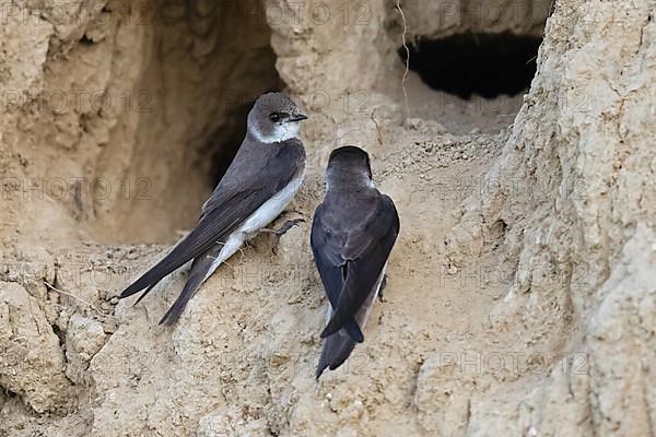 Sand martin