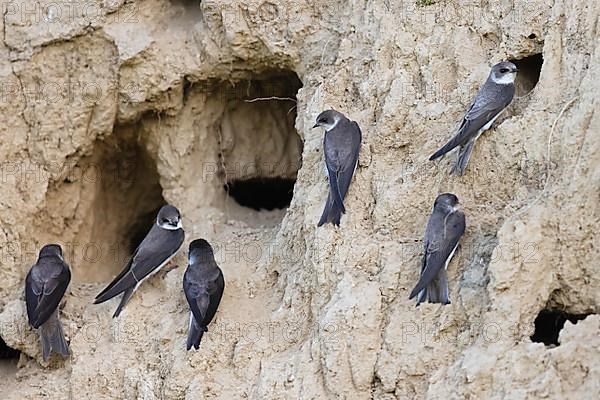 Sand martin