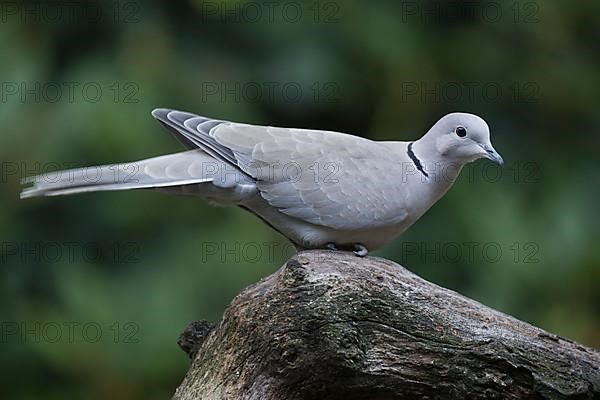 Eurasian Collared Dove