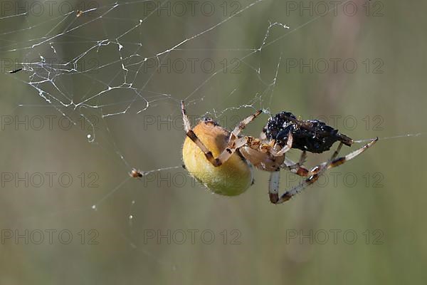 Four-spot orb weaver