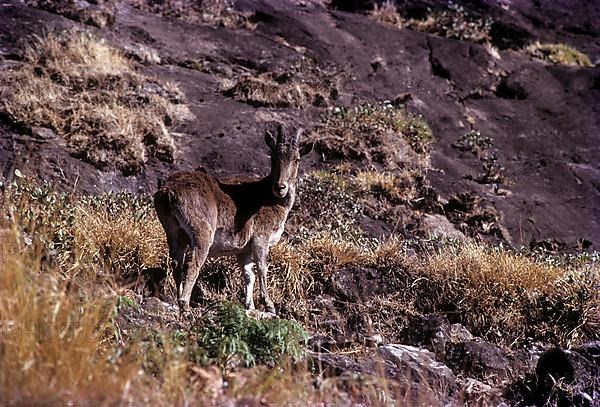 Nilgiri Thar