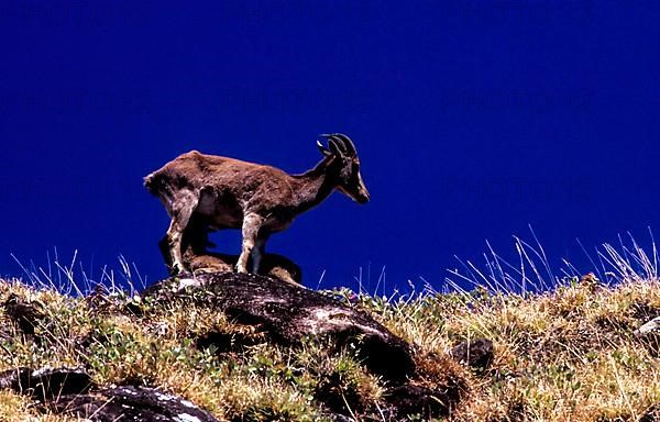 Nilgiri Thar