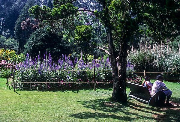 The Government Botanical garden in Udhagamandalam Ooty