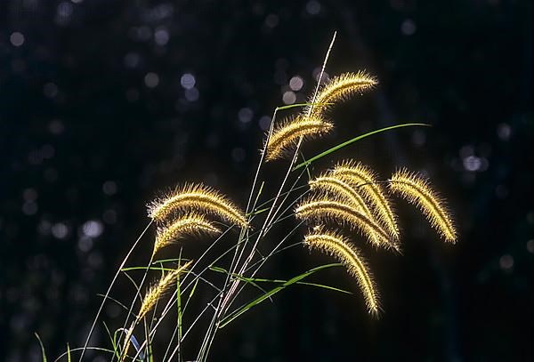 (Setaria) Foxtail wild weed grass flowers in nature golden light, Kerala, South India, India, Asia