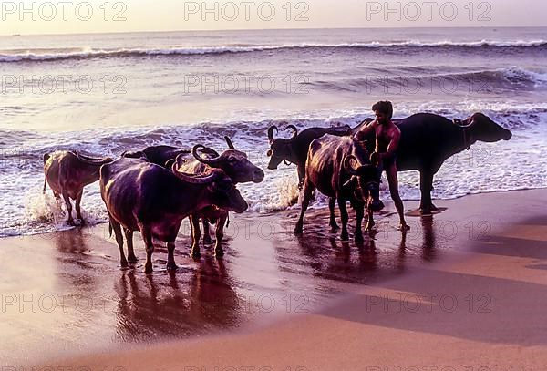 A Man bathing Buffaloes in Marina beach