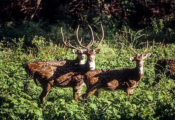 Chitals spotted deer stags in Bandipur Sanctuary