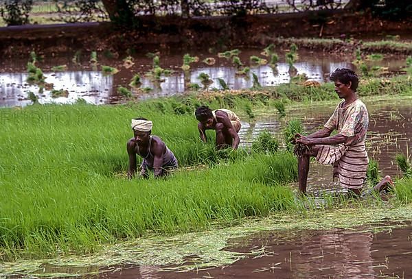 Pulling out and bundling the Rice