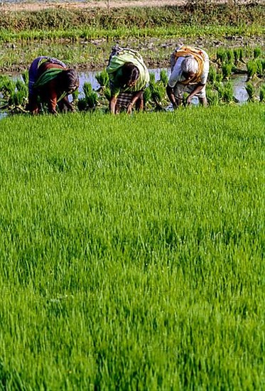 Pulling out and bundling the Rice