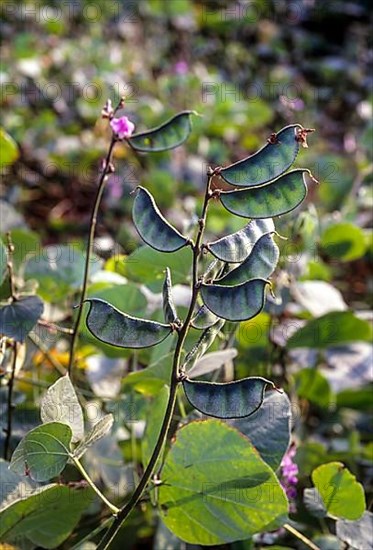 Lablab bean sabre bean in the field