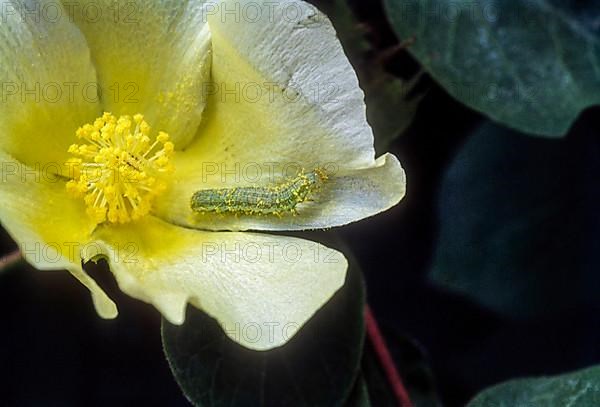 American boll worm on cotton flower