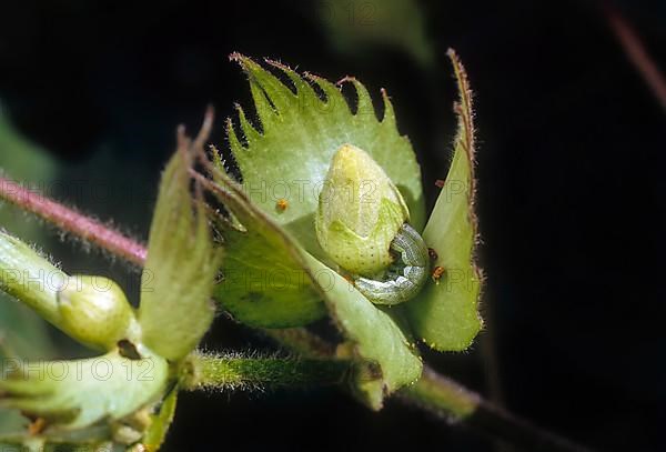 American boll worm on cotton flower