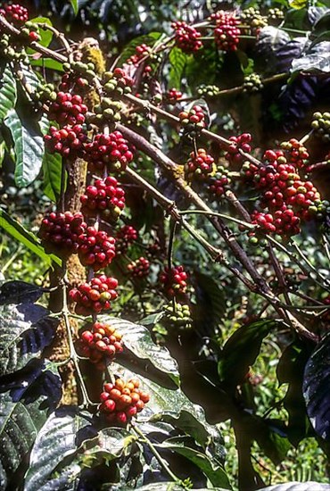 Fruits of Coffee plant