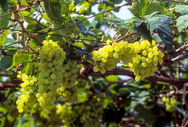 Thomson seedless Grapes growing in field